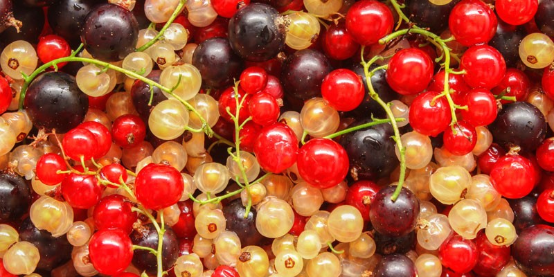 FD-WK-28-a-800x4005cd13b1864e91