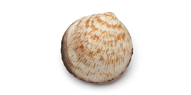 FD-WK-499-a-800x400_2