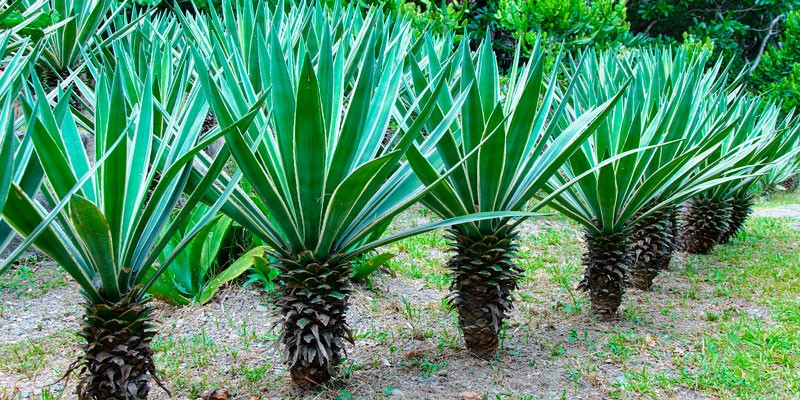 FD-WK-245-a-800x400LtrlsT5BHxOVL