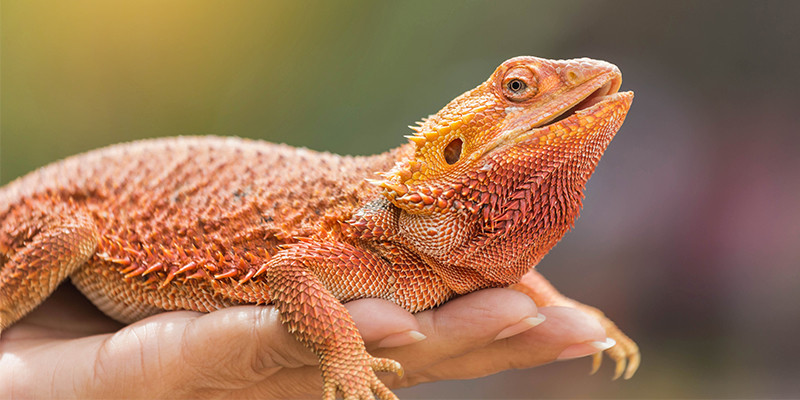 Unbenannt-1FD-NT-17-a-800x400px